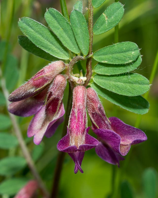 Vicia pannonica / Veccia ungherese